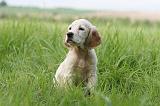 SETTER ANGLAIS 234